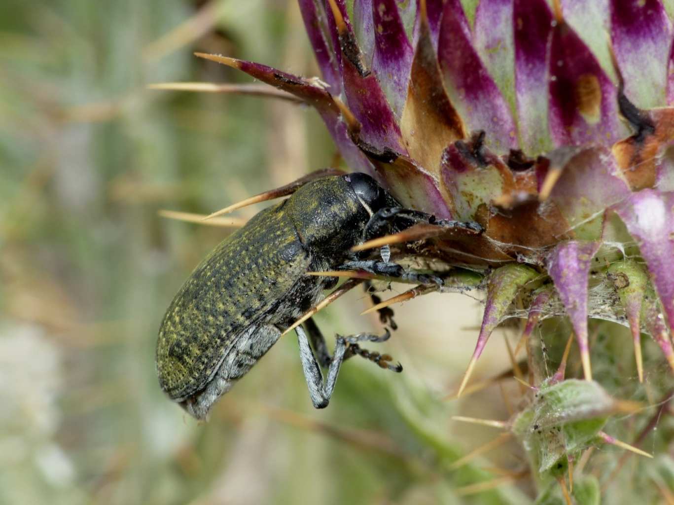 Larinus cynarae